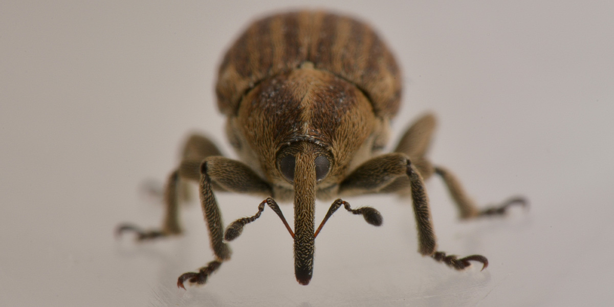 Curculionidae: Tychius sp?   No, Sibinia pellucens